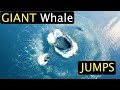 GIANT Whale Jumps  - TOP 60 Whale Encounters!