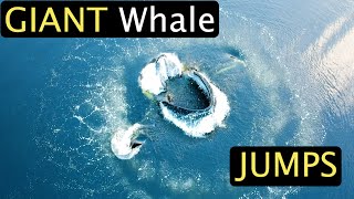 GIANT Whale Jumps - TOP 60 Whale Encounters!