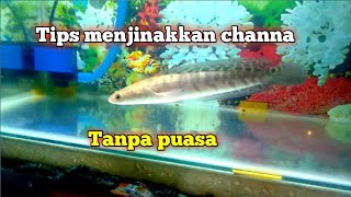 Tips menjinakkan channa tanpa puasa