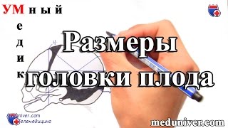 Размеры головки плода. Плод как объект родов - meduniver.com