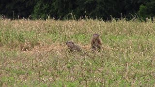 Groundhog Hunting With .17 HMR May \u0026 June 2017