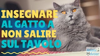 INSEGNARE AL GATTO A NON SALIRE SUL TAVOLO