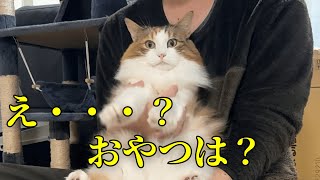 バレンタインの悲劇！おやつを求めた猫はなぜか主に捕まり・・・