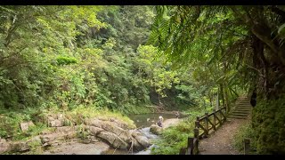 4K｜金瓜寮魚蕨步道 Jingualiao Fish Fern Trail｜新北坪林 親子玩水景點密境｜