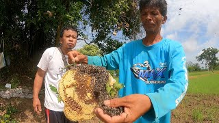 วิธีตีรังผึ้งมิ้มของพรานมืออาชีพ โดยพรานสัก ครับผม