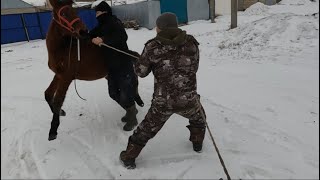 АСАУ ҮЙРЕТУ/ training a wild foal/ kazakhstan horse