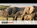 Can tech help to combat the illegal trade in elephant ivory? | BBC News