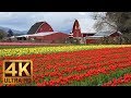 4K Multicolored Tulips - Flowers Relaxation Video | Skagit Valley Tulip Festival - Episode #4