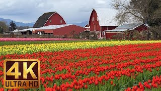 4K Multicolored Tulips - Flowers Relaxation Video | Skagit Valley Tulip Festival - Episode #4