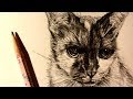 ASMR | Pencil Drawing 104 | My friend's cat