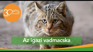 MMG - Az igazi vadmacska