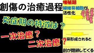 看護師国家試験出るとこだけ『創傷の治癒過程』　聞いて覚える。