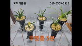 09.07 무명품 단엽종 4분 과 중투화 1분 종자하세요