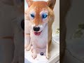 雪で転んじゃった柴犬 柴犬 shibainu ai