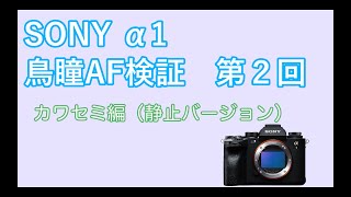 SONY α1 鳥瞳AF検証(2回目) 静止しているカワセミの検出 #ILCE1 #a1 #α1 #鳥瞳AF