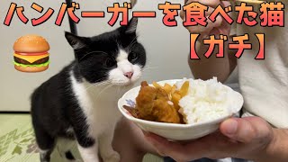 人間の食べ物を欲しがる元野良猫