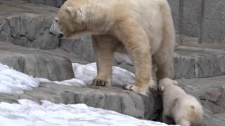 札幌円山動物園　ホッキョクグマの赤ちゃん