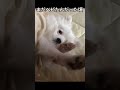 【ベビたん感】生後8ヶ月頃の犬【まだまだ赤ちゃん】