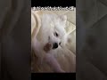 【ベビたん感】生後8ヶ月頃の犬【まだまだ赤ちゃん】