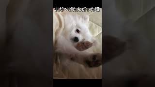 【ベビたん感】生後8ヶ月頃の犬【まだまだ赤ちゃん】