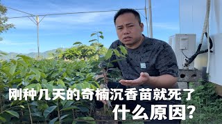 为什么奇楠沉香苗刚拿到的时候很好，种了几天就死了，怎么回事？