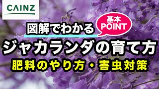 ジャカランダ(別名:キリモドキ)の育て方 カインズ植物図鑑