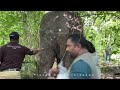 treatment of agbo tusker injured by gunshot बंदूक की गोली से घायल एग्बो टस्कर का इलाज අග්බෝ