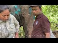 treatment of agbo tusker injured by gunshot बंदूक की गोली से घायल एग्बो टस्कर का इलाज අග්බෝ