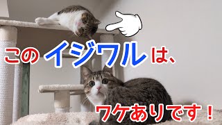 寝ている兄猫に嫌がらせをする弟猫。vol.1261