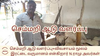 செம்மறி ஆடு வளர்ப்பு||வாங்க- 6381029020||ஆடு வளர்ப்பு||goat farming||சுயதொழில்||goat for sales