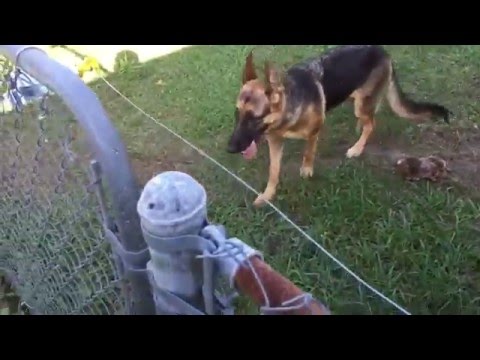 DIY Electric fence install and setup for a German Shepherd DIY Electric fence install and setup for a German Shepherd