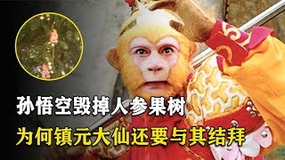 孙悟空毁掉人参果树，为何镇元大仙不仅不生气，还和其结拜兄弟？