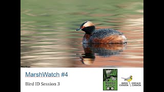 MarshWatch 2024 - Webinar 4: Bird ID Session 3