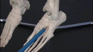 02 Bones of the Foot