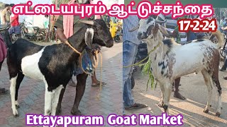 17 - 2 - 2024 | எட்டையபுரம் ஆட்டுச்சந்தை | Ettayapuram Goat market | @kalnadaitholan | கொடி ஆடுகள்