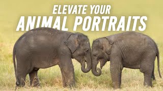 Elevate Your Animal Portraits
