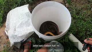 Rezeki Jumpa Kampung Belut