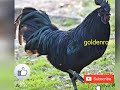 கருங்கோழி பயன்கள் black chicken benefits