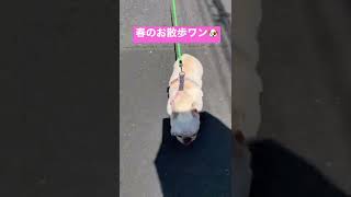 ポカポカ陽気のお散歩嬉しいワン🐶 #shorts 【フレンチブルドッグ/Frenchbulldog】