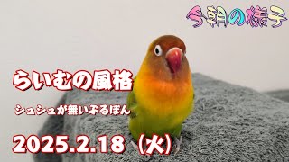 《2025.2.18》らいむの風格　シュシュが無いぶるぼん【今朝の様子】ボタンインコ＆ウロコインコ