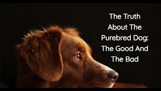 The Truth About Purebred Dogs: The Good And The Bad