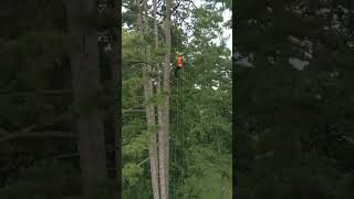 Drone vs fastest ascent climber: Anders Vinther 🇩🇰 #ascent #treeclimber #arborist #treeclimbing