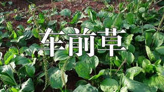 跟西汉大将霍去病有关？农村常见的车前草，竟然有这种传说【识本草】