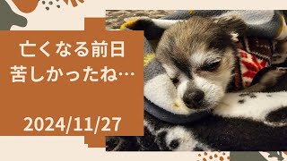 【2025/01/28】亡くなる前日、やっぱり不調でした…