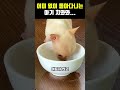 위험천만한 도로위를 어미없이 돌아다니는 아기 치와와