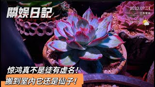 关娱日记：惊鸿真不是徒有虚名！搬到室内仙子依然是仙子！｜關於日記｜关娱多肉｜多肉植物|Suculentas| 다육이들