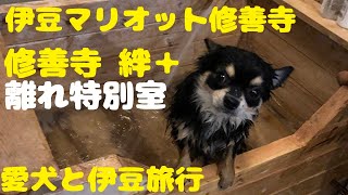 犬【伊豆旅行】マリオット修善寺～修善寺絆＋【旅犬うに#15】2022