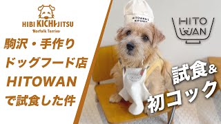 駒沢・手作りドッグフード店 HITOWANで試食【ノーフォークテリア puppy 犬 dog  】