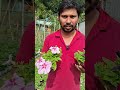 ১০ টাকা থেকে শুরু পিটুনিয়া ফুল গাছ। shorts greenplant pituniyaflower