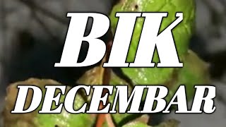 BIK HOROSKOP DECEMBAR 2024